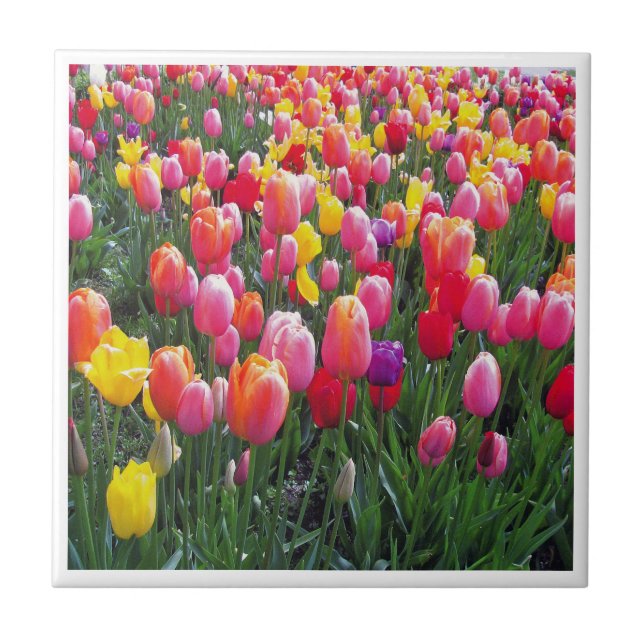 Schönes Tulpe-Foto-Entwurfsfoto Fliese (Vorderseite)