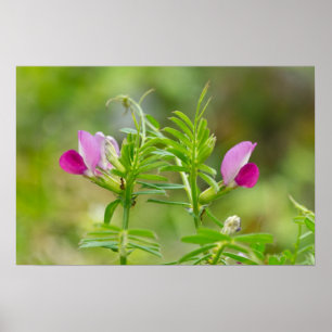 Schönes Twin Everlasting Pea Poster