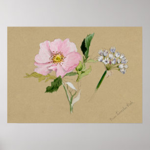 Schönes vintage botanisches Illustrationsposter Poster