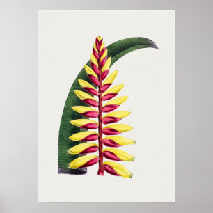 Schönes vintage botanisches Illustrationsposter Poster