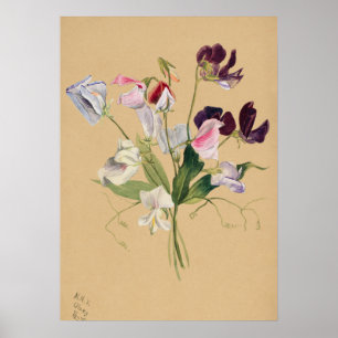Schönes vintage botanisches Illustrationsposter Poster
