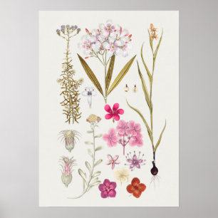 Schönes vintage botanisches Illustrationsposter Poster