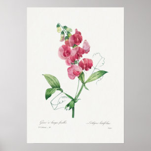 Schönes Vintage-Poster mit botanischer Illustratio Poster