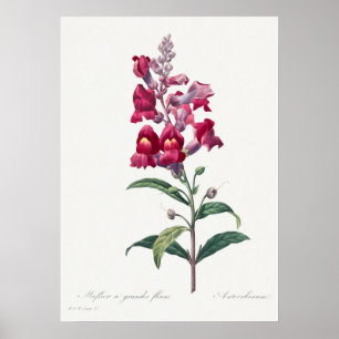 Schönes Vintages botanisches Illustrationspopster Poster