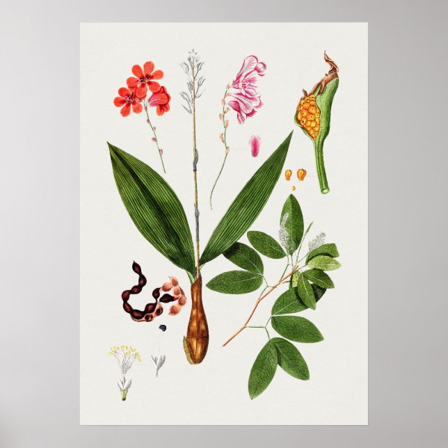 Schönes Vintages botanisches Illustrationspopster Poster (Vorne)