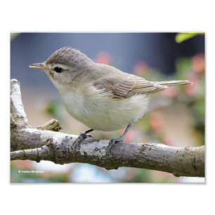 Schönes Warbling Vireo im Pflaumenbaum Fotodruck