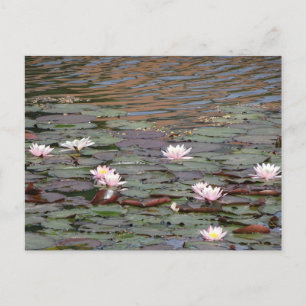 Schönes Wasser Lilies DIY Postkarte