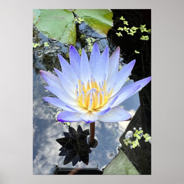 Schönes Wasser Lilly Foto Sky Reflection Poster (Vorne)