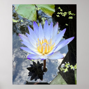 Schönes Water Lilly Foto Poster