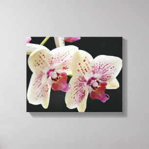 Schönes Weiß & Rosa Orchid mit schwarzem Hintergru Leinwanddruck