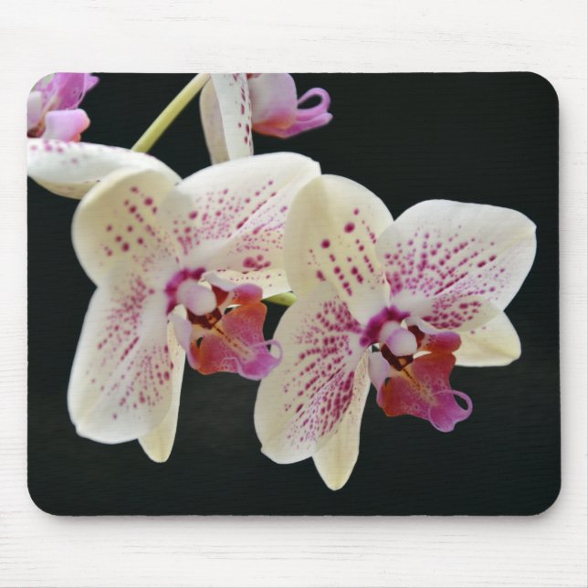 Schönes Weiß & Rosa Orchid mit schwarzem Hintergru Mousepad (Vorne)