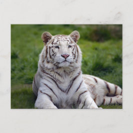 Schönes Weiß-Tiger-Foto Postkarte