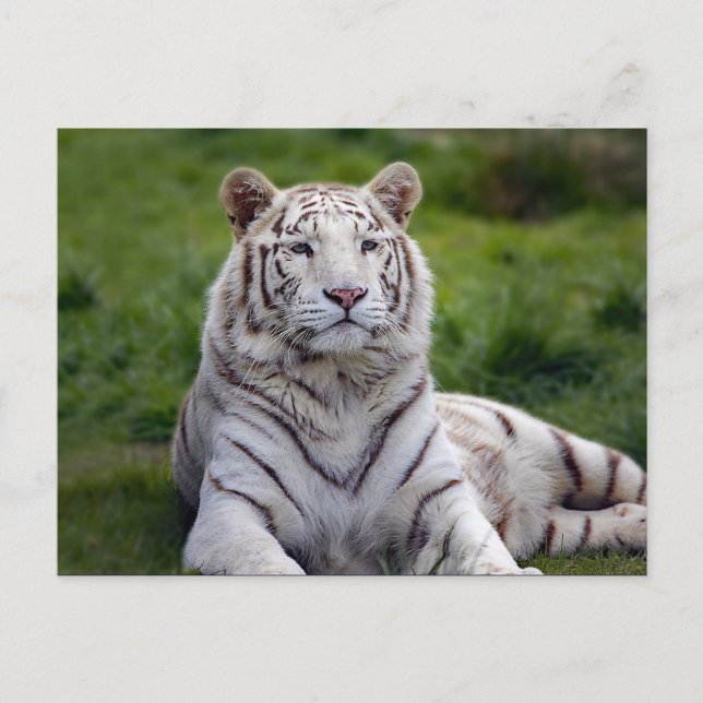 Schönes Weiß-Tiger-Foto Postkarte (Vorderseite)