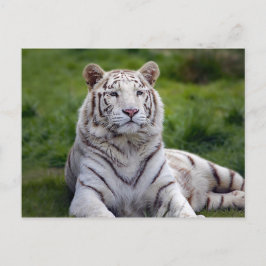 Schönes Weiß-Tiger-Foto Postkarte
