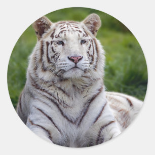 Schönes Weiß-Tiger-Foto Runder Aufkleber