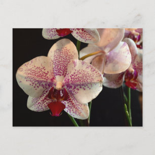 Schönes Weiß und Magenta Orchio Postkarte