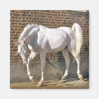 Schönes weißes Arabian-Pferd Magnet