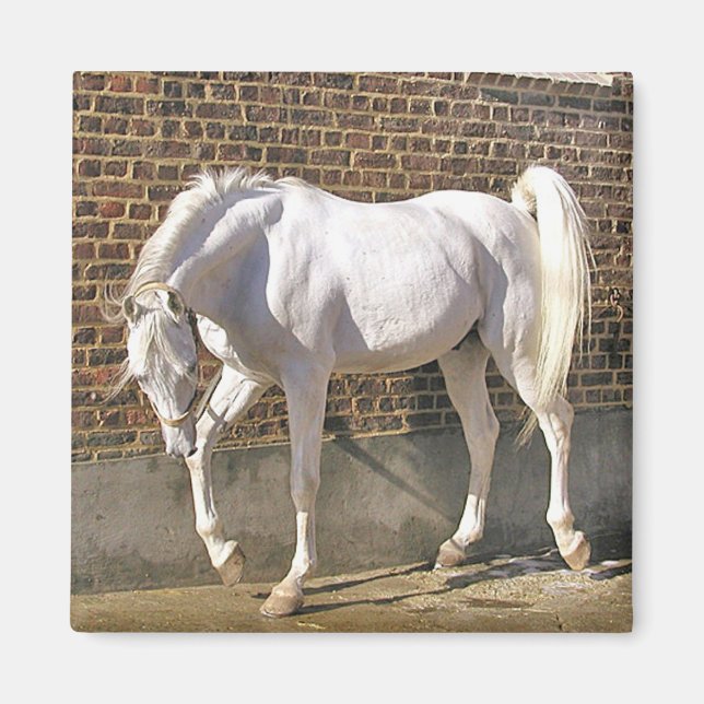 Schönes weißes Arabian-Pferd Magnet (Vorne)