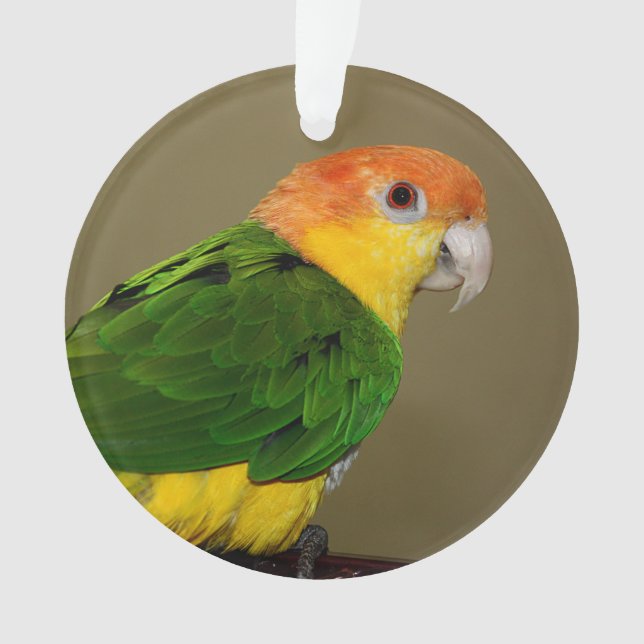 Schönes weißes Bündchen Kaique Parrot Posing Ornament (Vorderseite)