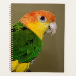 Schönes weißes Bündchen Kaique Parrot Posing Planer