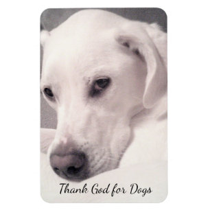 Schönes weißes Labrador Mix Dog Grau Gott Dank Magnet