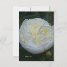 Schönes weißes Peony Mitteilungskarte