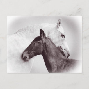 Schönes weißes Pferd mit schwarzem Fohlen Postkarte