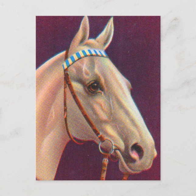 schönes weißes Pferd Postkarte (Vorderseite)