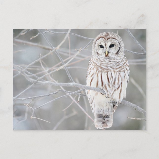 Schönes weißes Schneeballdesign Postkarte (Vorderseite)