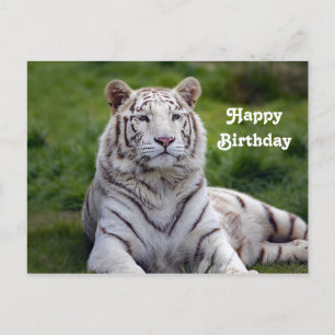 Schönes Weißes Tiger-Foto Geburtstag Postkarte