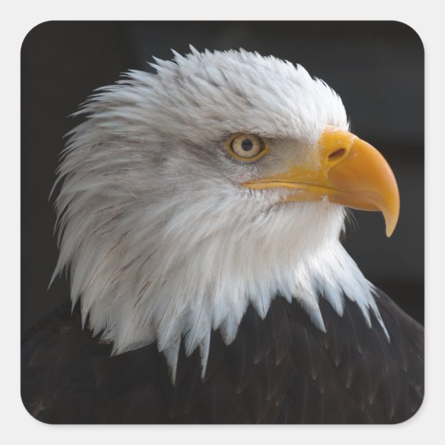 Schönes Weißkopfportrait Quadratischer Aufkleber (Vorderseite)