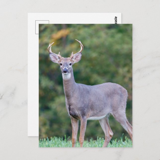 Schönes weißschwanziges Hirsch im Feld Postkarte (Vorne/Hinten)