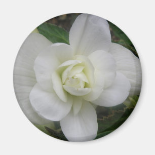 Schönes White Carnation Magnet
