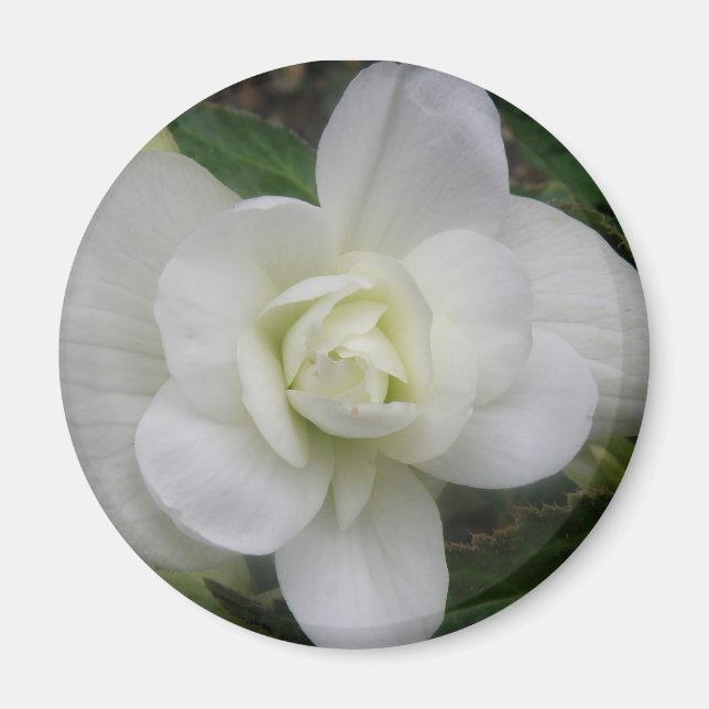 Schönes White Carnation Magnet (Vorne)