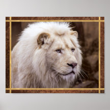 Schönes White Lion Foto
