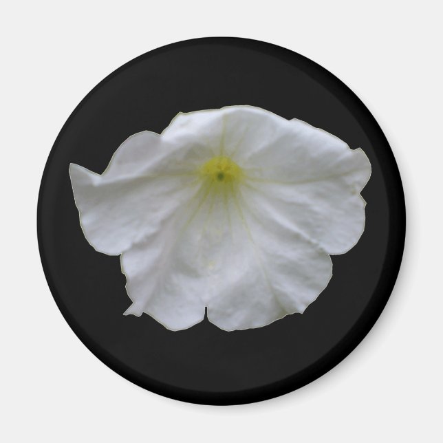 Schönes White Petunia Magnet (Vorne)