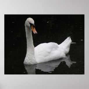 Schönes White Swan Poster