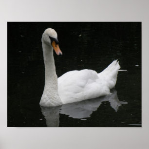 Schönes White Swan Poster
