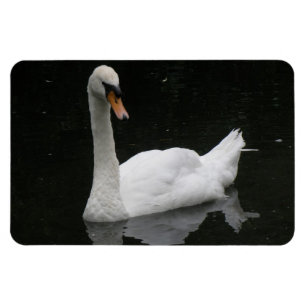 Schönes White Swan Premium Magnet