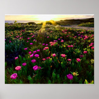 Schönes wildes Blume-Sonnenuntergangsplakat Poster