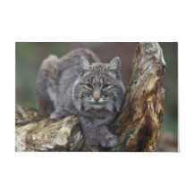 Schönes Wildes Bobcat Foto