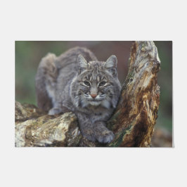 Schönes Wildes Bobcat Foto Fußmatte