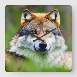 Schönes Wolfskopfbild Quadratische Wanduhr