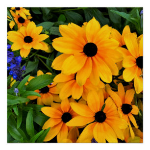 Schönes Yellow Daisy Foto Poster