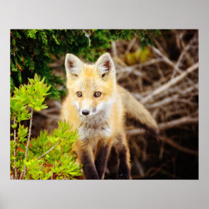 Schönes Young Fox Kit Poster