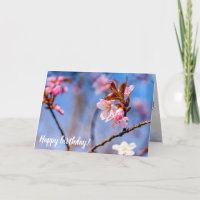 Schönheit der Blume von Sakura im Frühjahr