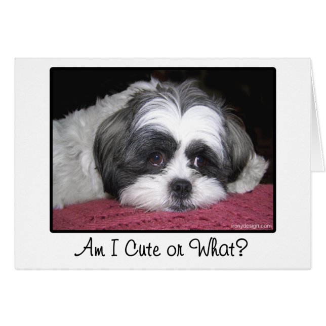 Schönheit der Hund Shih Tzu (Vorderseite (Horizontal))