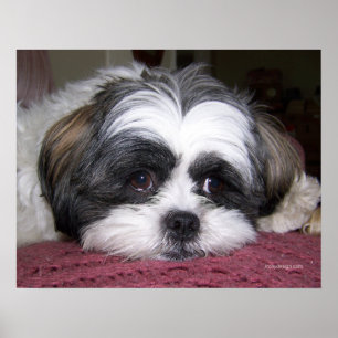 Schönheit der Hund Shih Tzu Poster