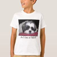 Schönheit der Hund Shih Tzu