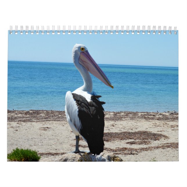 Schönheit der Pelikane 2021, Kalender (Titelbild)